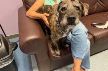 Irish Terrier and Mixed Breed Dogs Available for Adoption - TYLER | PetCurious