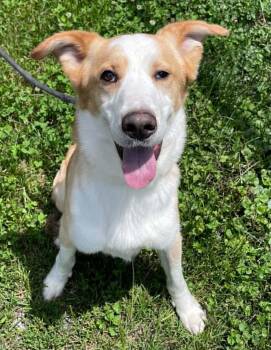 Archie -  Shepherd and Husky Dog for Adoption in Covington, Virginia - Archie | PetCurious