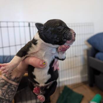 Mixed Breed Dogs Available for Adoption in Biltmore Forest, North Carolina - Badger | PetCurious