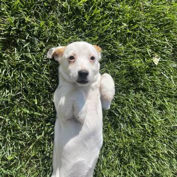 River -  Jack Russell Terrier and Rat Terrier Dog for Adoption in Winter, Wisconsin - River | PetCurious