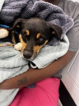 Scar -  Chihuahua Dog for Adoption in Sacramento, California - Scar | PetCurious