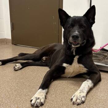 Akita and Mixed Breed Dogs Available for Adoption - Gabe | PetCurious