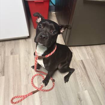 Thomas the Train -  Terrier Dog for Adoption in St. Louis, Missouri - Thomas The Train | PetCurious