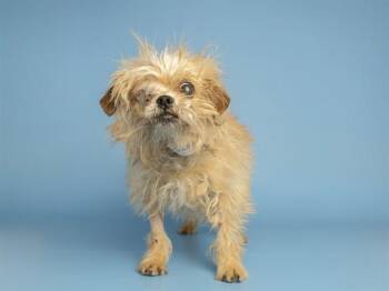 Cairn Terrier Dogs Available for Adoption in Phoenix, Arizona - JUNIPER | PetCurious