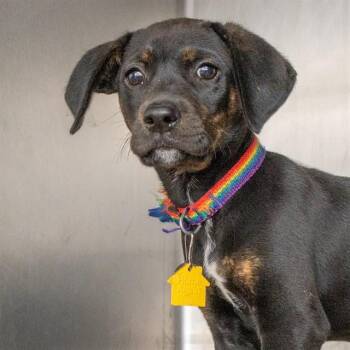 Black Mouth Cur and Mixed Breed Dogs Available for Adoption in St. Louis, Missouri - JUNIPER | PetCurious