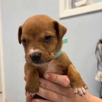 Puppy 9 -  Mixed Breed Dog for Adoption in Milton, Florida - Puppy 9 | PetCurious