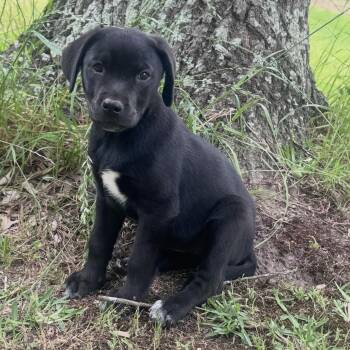 Black Labrador Retriever and Coonhound Dogs Available for Adoption in Atlanta, Texas - Phoenix  | PetCurious