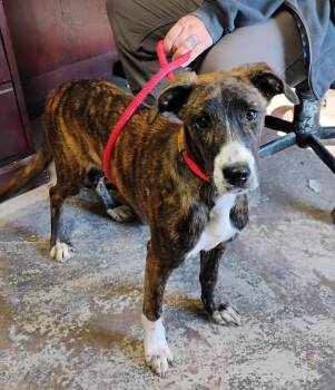 Rescue Mountain Cur Dogs for Adoption in New Lexington, Ohio - Willow #305 | PetCurious