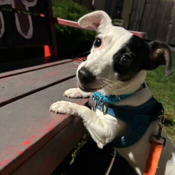 Star -  Mixed Breed Dog for Adoption in Skokie, Illinois - Star | PetCurious