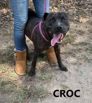 Croc -  Pit Bull Terrier Dog for Adoption in Washington, Georgia - Croc | PetCurious
