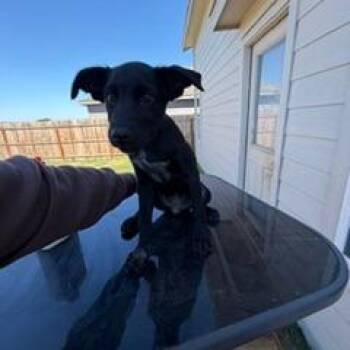 Star -  Terrier and Mixed Breed Dog for Adoption in San Antonio, Texas - Star | PetCurious