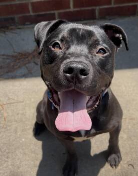 Rescue Pit Bull Terrier and American Staffordshire Terrier Dogs for Adoption in Greensboro, North Carolina - Linus | PetCurious
