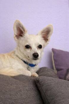 Poppy -  Chihuahua Dog for Adoption in San Francisco, California - Poppy | PetCurious