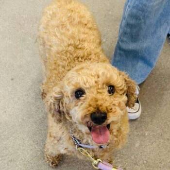 Audra -  Miniature Poodle Dog for Adoption in Hawkestone, Ontario - Audra | PetCurious