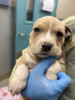 Pit Bull Terrier Dogs Available for Adoption - NOCO | PetCurious