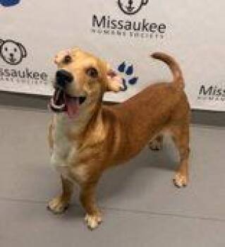 Curious George (7228) -  Beagle Dog for Adoption in Lake City, Michigan - Curious George (7228) | PetCurious