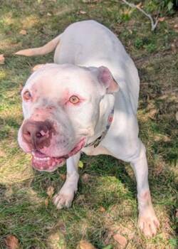 Pit Bull Terrier Dogs Available for Adoption in Akron, Ohio - QUESO BLANCO | PetCurious
