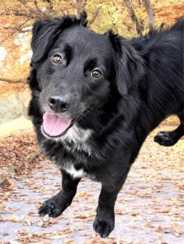 Picachu -  Mixed Breed Dog for Adoption in Westfield, New York - Picachu | PetCurious