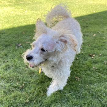 Rescue Poodle Dogs for Adoption in Canutillo, Texas - Shimmy | PetCurious