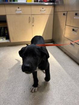FINCH -  Labrador Retriever Dog for Adoption in Riverside, California - FINCH | PetCurious