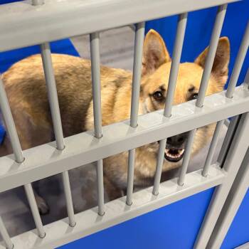 KCAC Pending # -  German Shepherd Dog Dog Available for Adoption in Kerrville, Texas - KCAC Pending # | PetCurious