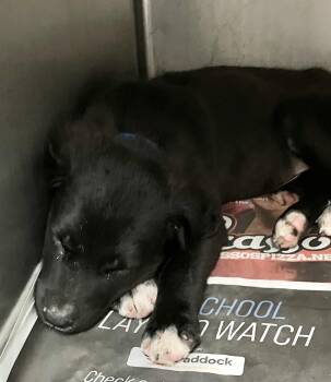 Hobbs -  Black Labrador Retriever Dog for Adoption in Parma, Ohio - Hobbs | PetCurious