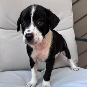 Simone -  Mixed Breed Dog for Adoption - Simone | PetCurious