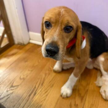 Beagle Dogs Available for Adoption in Northbrook, Illinois - Paprika | PetCurious