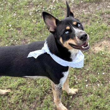 Frontier -  Shepherd Dog for Adoption in Pilot Point, Texas - Frontier | PetCurious