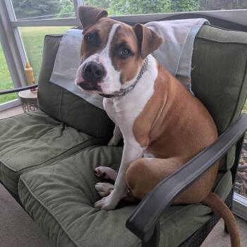 Dash -  Boxer and Pit Bull Terrier Dog for Adoption in Greece, New York - Dash | PetCurious