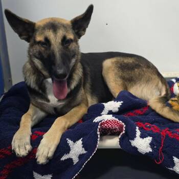 Yolanda -  German Shepherd Dog and Mixed Breed Dog for Adoption in Denver, Colorado - Yolanda | PetCurious
