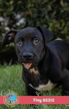 Tiny -  Mixed Breed Dog for Adoption in Mobile, Alabama - Tiny | PetCurious