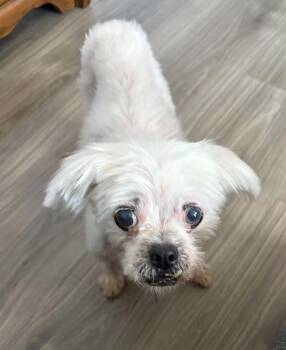Spirit -  Shih Tzu Dog for Adoption in Buffalo, New York - Spirit | PetCurious