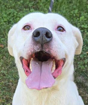 Rescue Pit Bull Terrier Dogs for Adoption in Newport, Tennessee - Savin | PetCurious