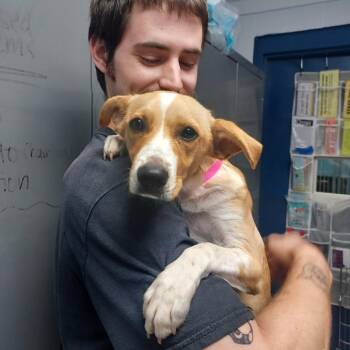 Foxy -  Terrier and Mixed Breed Dog for Adoption in Hattiesburg, Mississippi - Foxy | PetCurious