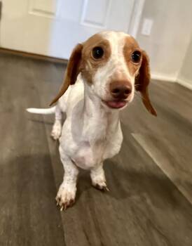 Casper -  Dachshund Dog for Adoption in Shawnee, Oklahoma - Casper | PetCurious