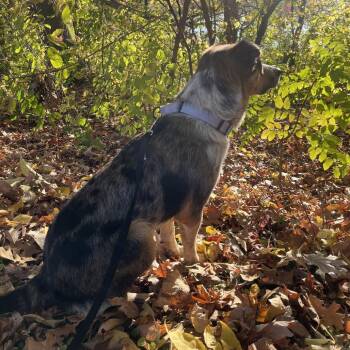 Cranberry -  Mixed Breed Dog for Adoption in Buffalo, Minnesota - Cranberry | PetCurious