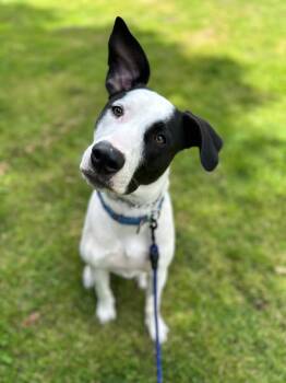 Rescue Pit Bull Terrier and German Shepherd Dog Dogs for Adoption in Burbank, California - Jack | PetCurious