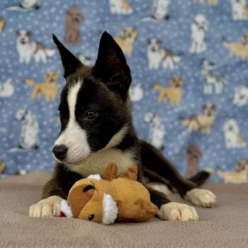 Snufkin -  Husky and Mixed Breed Dog for Adoption in Carencro, Louisiana - Snufkin | PetCurious