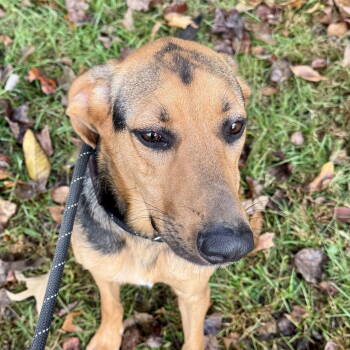 Rescue German Shepherd Dog Dogs for Adoption - Reese(Bella) | PetCurious