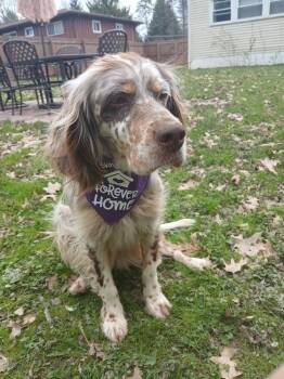 English Setter Dogs Available for Adoption in Chelsea, Michigan - Available For Adoption - Chloe (OH, USA) | PetCurious