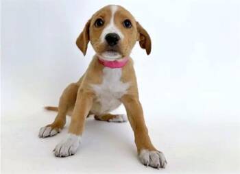 FRENCHIE -  Labrador Retriever Dog for Adoption in Brentwood, Missouri - FRENCHIE | PetCurious