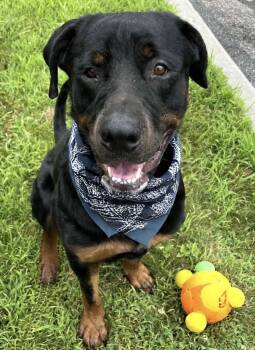 Snow -  Rottweiler Dog for Adoption in Westwood, New Jersey - Snow | PetCurious