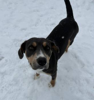 Shepherd and Beagle Dogs Available for Adoption in Dover, Arkansas - Amelia | PetCurious