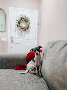 Jack Russell Terrier and Chihuahua Dogs Available for Adoption in Goodyear, Arizona - Juniper  | PetCurious