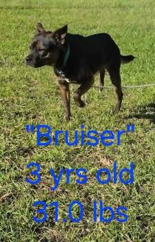 Bruiser -  Chihuahua and Boston Terrier Dog for Adoption in St. Augustine, Florida - Bruiser | PetCurious