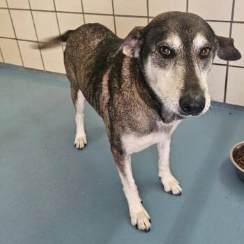 Husky Dogs Available for Adoption in Lufkin, Texas - Aleya | PetCurious