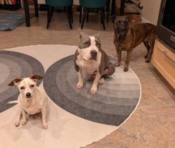 Swiss Charlie -  Chihuahua and Beagle Dog for Adoption in Santa Rosa, California - Swiss Charlie | PetCurious
