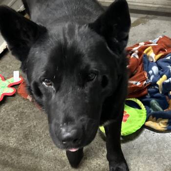 Chow Chow Dogs Available for Adoption in Princeton, Kentucky - Tom | PetCurious