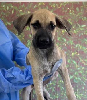 Pebble -  Labrador Retriever and Mixed Breed Dog for Adoption in San Antonio, Texas - Pebble | PetCurious